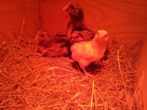 Chicks13